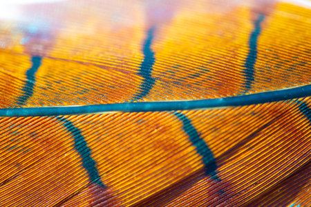 Beautifully designed pheasant feathers with vibrant colors and intricate patterns. A tribute to...