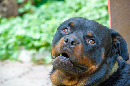 Fearless and authoritative guardian Quietly radiates a sense of power The embodiment of the essence of Rottweiler lifeの写真素材
