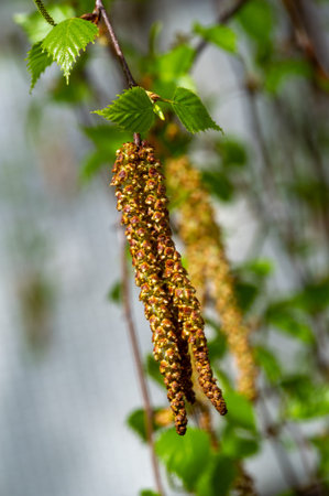 Discover the intricacies of the birch catkin in early spring. Experience the beauty and tenderness of fresh green foliage. Capture the essence of new life and growth in botanical wonders.の写真素材