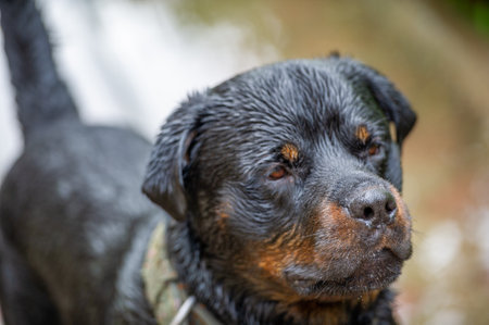 A touching portrayal of devotion and camaraderie Demonstrates the unconditional love between a Rottweiler and its owner. Captures the essence of true friendshipの写真素材