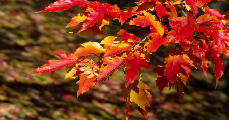 Autumn leaves on the branches of trees. Cloudless sky, Indian summer. The leaves are blowing down...
