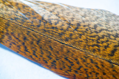 Decorate any setting with the warm, earthy tones of this stunning pheasant feather. Perfect for...