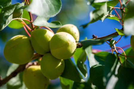 Fresh apricots are rich in vitamins for good health. Apricot trees require careful cultivation to produce a juicy harvest. Apricot plantations are nutrient sustainable.の写真素材