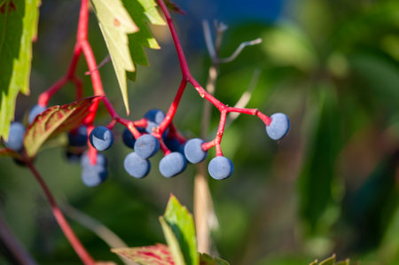 Honeysuckle berries on a branch with green leaves, close-upの写真素材