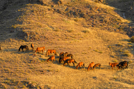 Beautiful natural landscapes with a river. Horses graze peacefully among the picturesque landscape. An ideal place for relaxation and meditation on the river bank.の写真素材