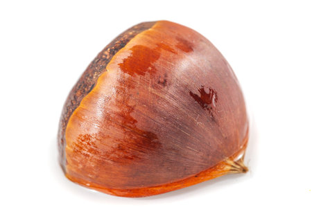 Capture the beauty of nature in stunning detail. Experience the rustic charm of a chestnut tree against a white background. Ideal for lovers of nature photography and close-up shots.の写真素材