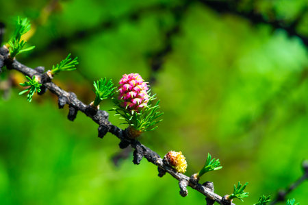 The bright pink cone of the larch tree adds a splash of color to the spring landscape. An elegant pine branch demonstrates the beauty of nature. A symbol of renewal and growth in early spring.の写真素材