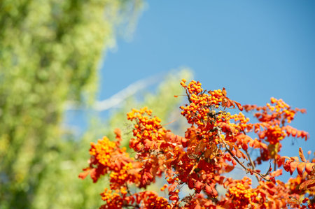 Enjoy the beauty of autumn with the bright colorful leaves of the trees Take stunning photos...