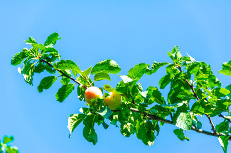 Beautiful apricot fruits of bright yellow-red color. Fruit tree with delicious and juicy apricots. Symbol of the arrival of summer and the harvest season.の写真素材