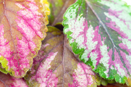 Autumn leaves on a white background. Autumn is everyone's favorite season. The leaves are changing color, the air is crisp and the weather is perfect for outdoor activities.の写真素材