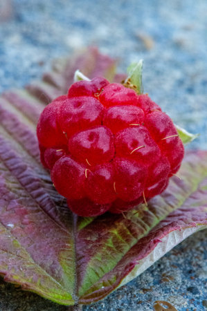 Raspberry is juicy and perfect for your most fruity mood. Give some joy to your table. Surprisingly...