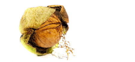 Walnut. For me, love is like walnuts. It should be taken regularly and in small amounts.の写真素材