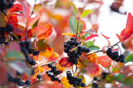 Chokeberry fruit in late autumn, High in antioxidants and vitamin C. Can be used to make jams, jellies and syrups. Adds a piquant taste to desserts and baked goods.の写真素材