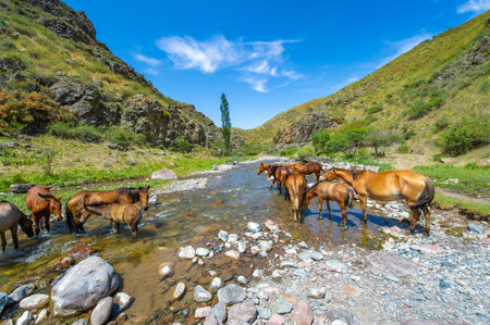 Breathtaking view of nature with horses and river. Beautiful images of wild horses drinking from a stream. A peaceful and serene moment in the mountains.の写真素材