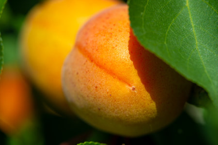 Enjoy juicy and vitamin-packed apricots from your own garden. Watch them grow and mature in the sunlight. Experience the joy of picking seasonal fruits.の写真素材