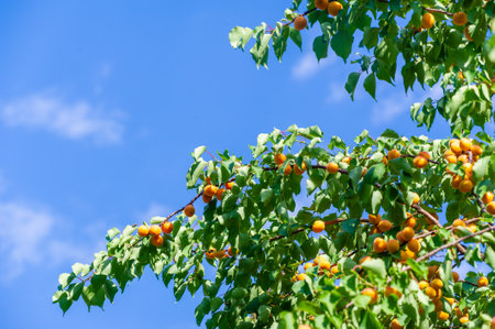Freshly picked apricots are rich in vitamins and have a juicy taste. Apricot plantations thrive in optimal growing conditions and provide maximum health benefits Enjoy the taste of ripe juicy apricotsの写真素材