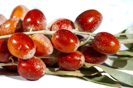 Contains high levels of antioxidants and nutrients. The fruits are widely used in traditional medicine for various diseases. It grows well in arid climatesの写真素材