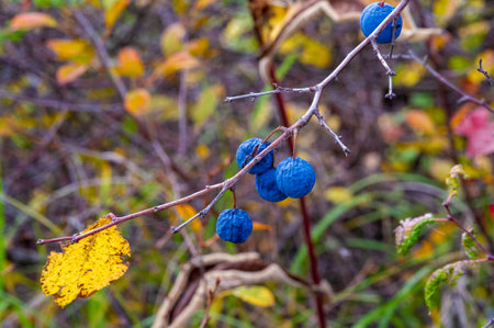 Blackthorn berries are round and ripe, with thorns. The purple color of blackthorn berries makes them easy to recognize. Handle blackthorn berries with care as they have sharp thorns.の写真素材