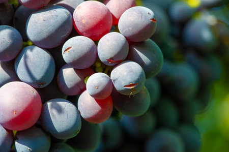 Enjoy the beauty of the vineyard during harvest season. Enjoy the taste of ripe grapes in every glass of wine. Violet shades reminiscent of a bountiful grape harvest.の写真素材