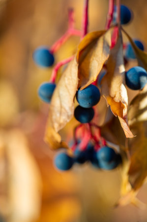 Explore the variety of ivy and grape fruits. Learn about tricuspid parthenocissus. Boston ivy and Japanese vine. Discover the beauty of these unique plants in the fall.の写真素材