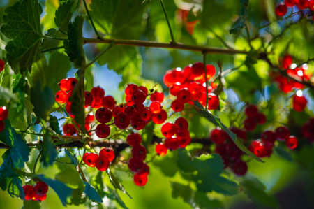 Stunning artistic photos with blurred backgrounds. Showcases the beauty and detail of red currents. They convey the essence of nature in a unique way.の写真素材