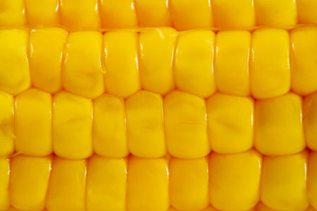 Corn is depicted in a beautiful harvest scene. White background for contrast to highlight the golden...