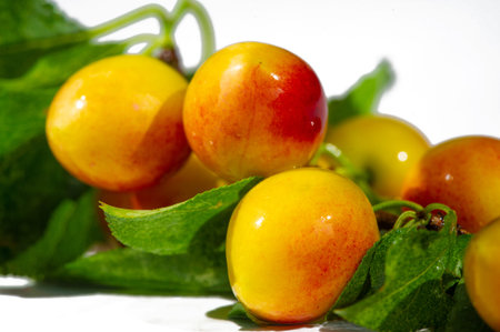 Plum is a juicy fruit rich in vitamins. Gardening enthusiasts can grow plums at home. Ripe plums are a tasty and healthy snack.の写真素材