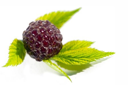 Delicious and juicy black raspberries and blackberries. Rich in vitamins and antioxidants. Ideal for a healthy vegetarian diet. Enjoy ripe, delicious fruit in your favorite recipes or on its own.の写真素材