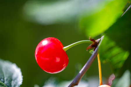 Contains essential vitamins for a healthy diet. Juicy and ripe cherries are ideal for a snack. Ideal...