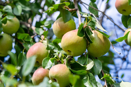 Capture the essence of juicy, ripe pears in your photographs. Find out about the health benefits of this vitamin-rich fruit. Create rustic and artistic arrangements using pear slices.の写真素材