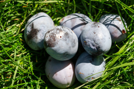 Capture the beauty of fresh plums in a natural outdoor setting. Showcase the taste of ripe organic fruits with vibrant photos. Celebrate summer with images of purple plums and their freshnessの写真素材