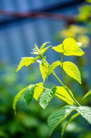 Unique and natural taste Rich in antioxidants and vitamins Supports healthy digestion and immune...