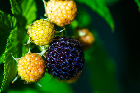High content of vitamins. Especially vitamin C. Ideal for vegetarians who want a juicy and ripe snack. Black raspberries and blackberries belong to the same fruit group.の写真素材