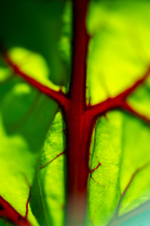 Unique and eye catching red veins on beet leaves Adds visual interest and beauty to salads and dishes Can be grown in home gardens or commercial farmsの写真素材