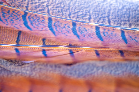 The beautiful feathers of the pheasant demonstrate the wonders of nature. Intricate details highlight the natural beauty of the Pheasant feather. Nature's mastery is evident in every fine detail.の写真素材