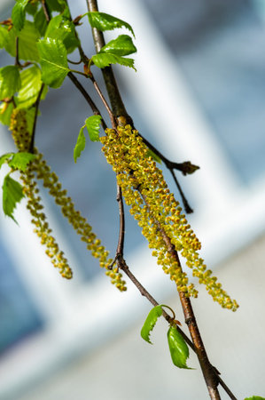 Experience the delicate features of a birch catkin in stunning detail. Capture the essence of new life and growth in botanical beauty. Explore the intricacies of early springの写真素材