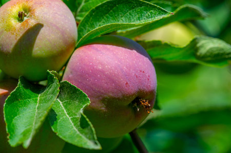 Apples. In fact, there was no chocolate in ancient Greece, but Aphrodite loved apples. It was her...