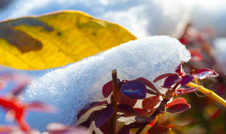 The first snow fell on autumn leaves. The most mysterious time of the year. Autumn wind and cold light cover some parts of the earth from the end of August.の写真素材