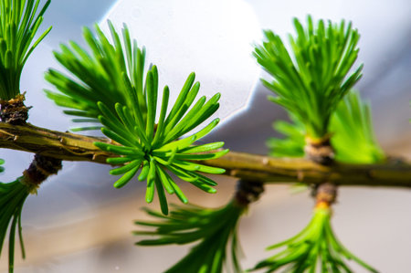 Enjoy the beauty of larches in early spring. Enjoy the vibrant colors and fresh growth of larches...