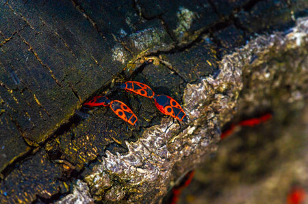 The firebug Pyrrocoris apterus is a common insect of the family Pyrrocoridae. Easily recognizable due to its striking red and black coloring,の写真素材