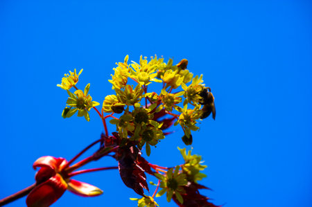 Characterized by bright red autumn foliage. Resistant to various soil types and growing conditions. Provides habitat and food for birds and squirrels.の写真素材