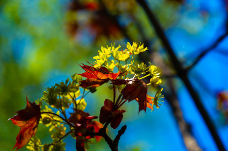 Red maple is a fast-growing tree with bright red foliage in the fall. It grows well in moist, marshy...