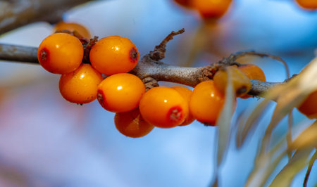 Sea buckthorn contains vitamins A, B1, B2, B6, C and other active ingredients. It may have some...