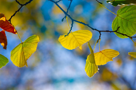 Vibrant shades of red, orange and yellow create a stunning display. The sun shining through the leaves gives the scene a warm glow. Autumn foliage in all its glory, the change of seasons.の写真素材