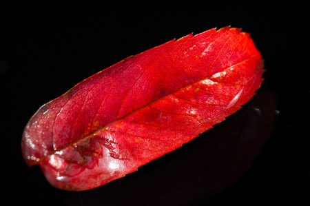 Rowan Leaf Stunning fall aesthetic. Focus on the beauty of autumn nature. Contrast of bright red...