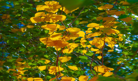 Autumn photography, leaves in the fall, At this time of the year the trees seem to come to life,...