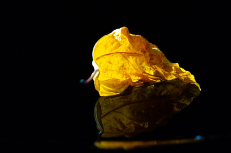 Beautiful color contrast between the bright yellow hibiscus leaf and the black background. The dried leaf can be used to make tea or added to recipes to add flavor.の写真素材