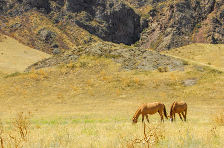 Horses graze peacefully in the picturesque river delta. A picturesque view of horses against the backdrop of majestic rocks. The natural beauty of horses in their natural habitat.の写真素材