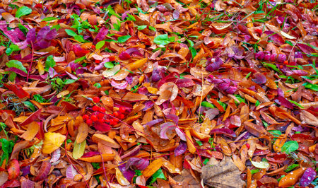 Autumn photography, leaves in the fall, At this time of the year the trees seem to come to life, breaking from orange, red and copperの写真素材