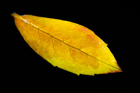 Rowan Leaf Bright autumn colors contrasting with a dark background. Conveys the beauty of autumn...